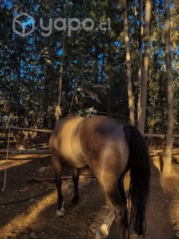 Caballo