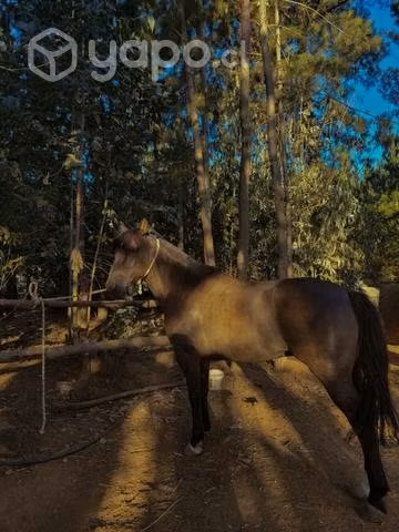 Caballo