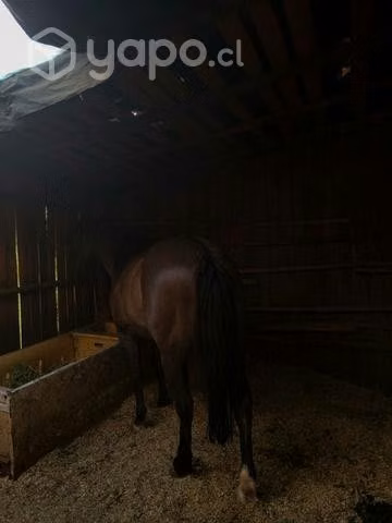 Caballo