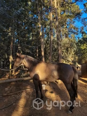 Caballo