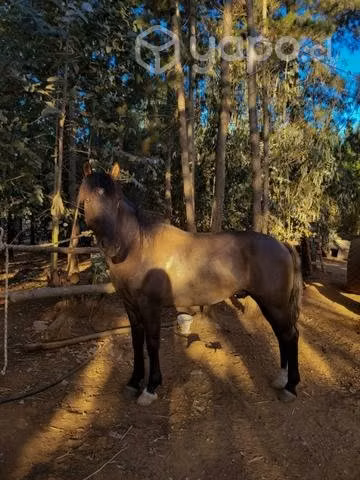 Caballo
