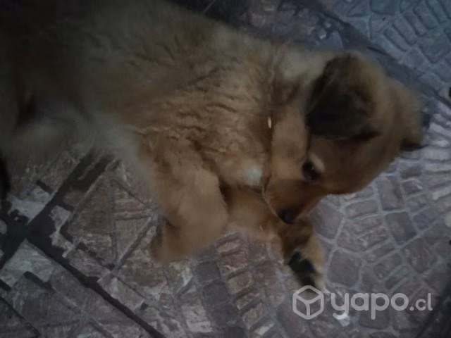 Perrita adopción mestizo