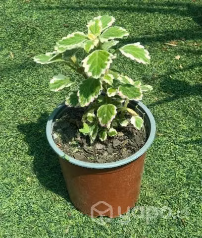 Planta Incienso