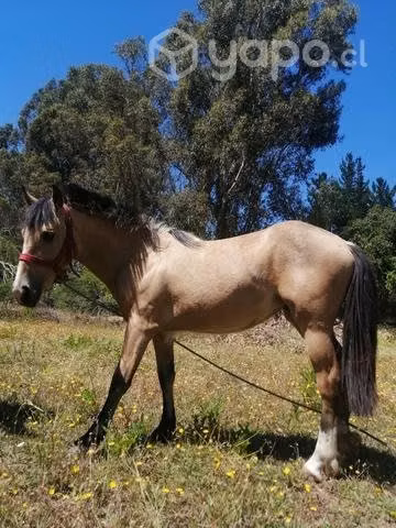 Llegua 1.4 años