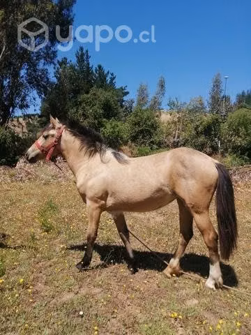 Llegua 1.4 años