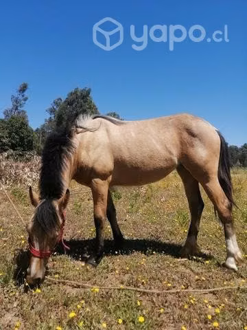 Llegua 1.4 años