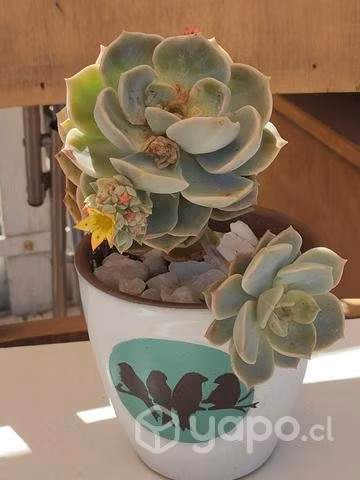 Suculentas en terrario de Porcelana