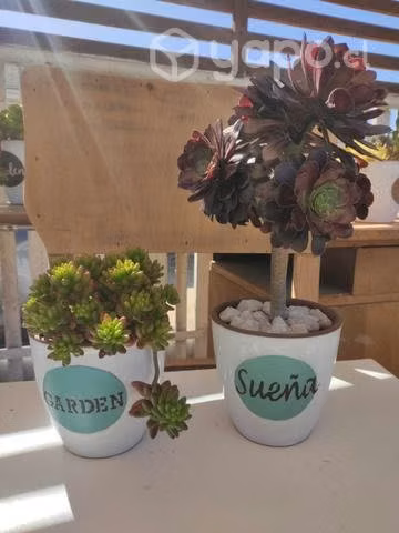 Suculentas en terrario de Porcelana