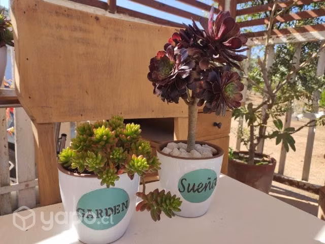 Suculentas en terrario de Porcelana
