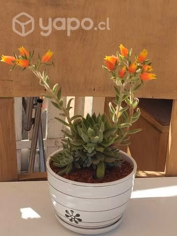 Suculentas en terrario de Porcelana