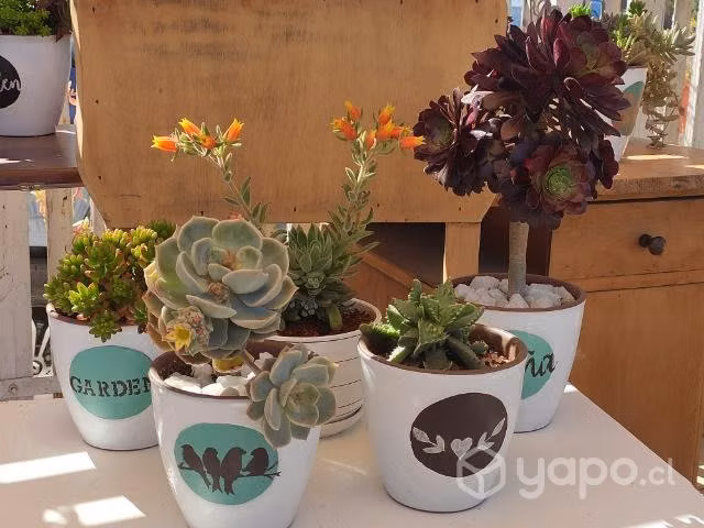 Suculentas en terrario de Porcelana