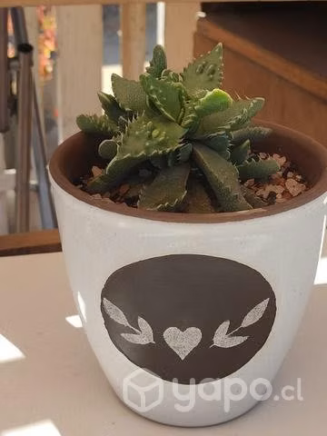 Suculentas en terrario de Porcelana