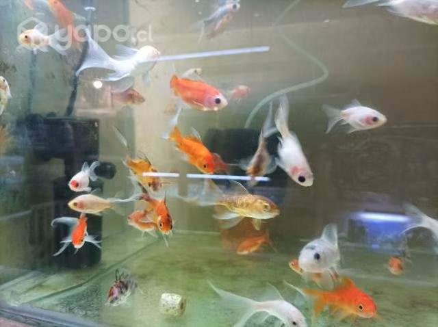 Acuario Aquafish