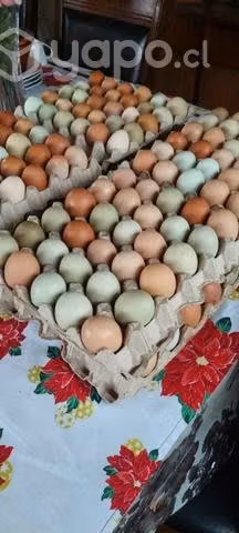 Huevos de campo