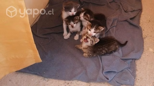 Se Regalan gatito