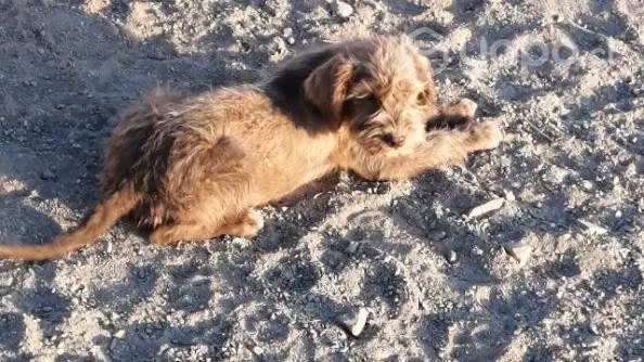 Se Regalan cachorros las 3 son perritas - Imagen 3