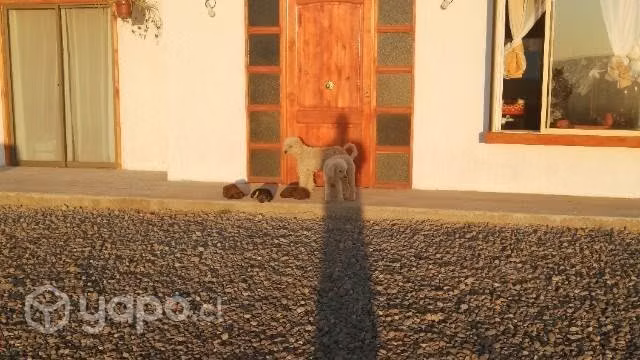 Se Regalan cachorros las 3 son perritas - Imagen 2
