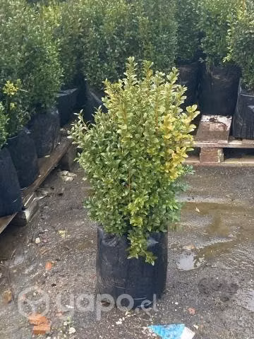 Plantas