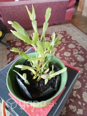 Suculenta PATA de CANGREJO