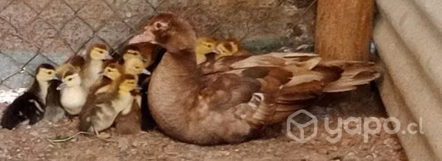 Patos