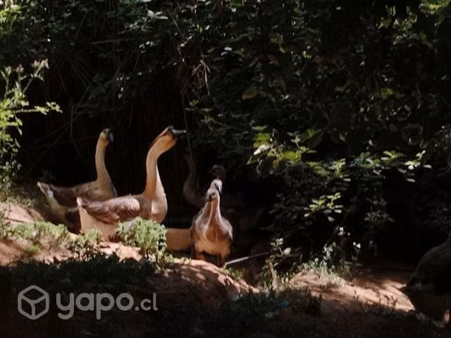 Patos
