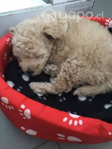Perrito en Adopción