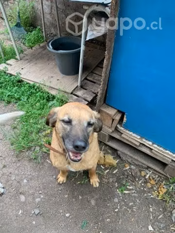 Perrita en adopción, 3 años. tierna - Imagen 2
