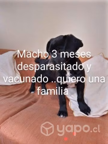 Se ofrece en adopción