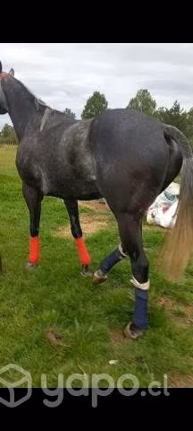 Caballo para las chileneras - Imagen 3