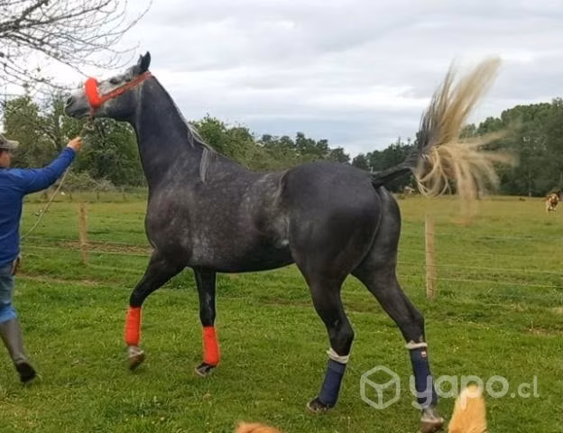 Caballo para las chileneras