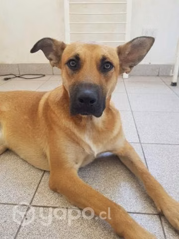 Perrito mediano en adopción, un amor - Imagen 6