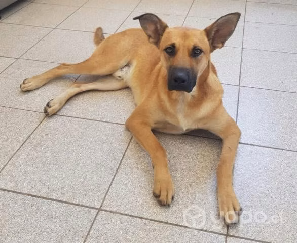 Perrito mediano en adopción, un amor