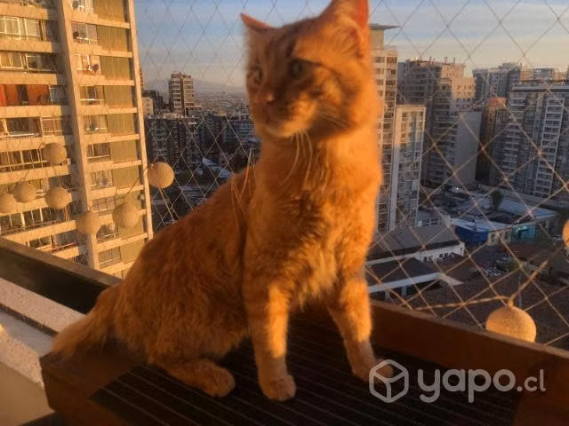 Adopción gatito - Imagen 4