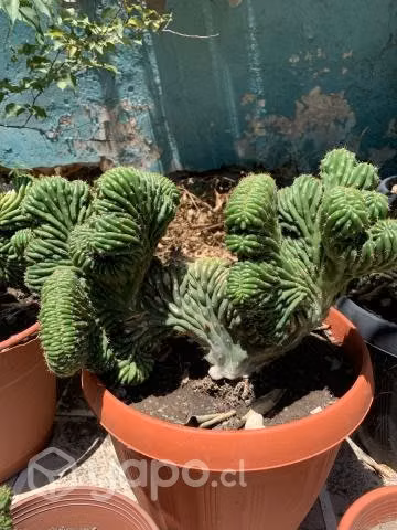 Cactus cerebro