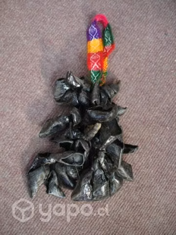 Chajcha