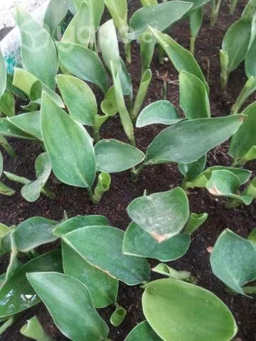 Planta flor del pájaro pequeña talagante