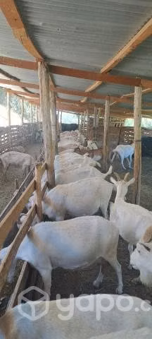 cabras lecheria - Imagen 4