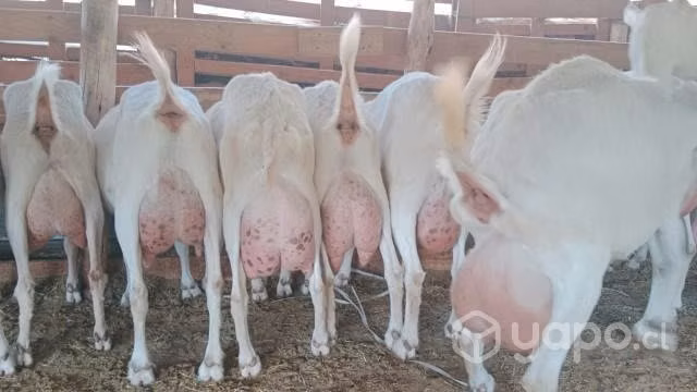 cabras lecheria - Imagen 2