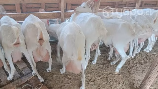cabras lecheria - Imagen 3