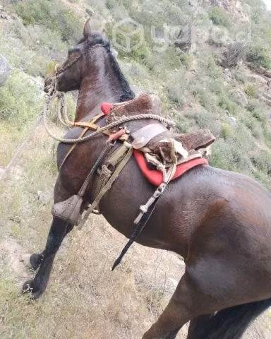 Caballo