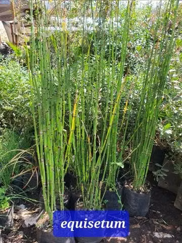 Planta de Equisetum madicinal