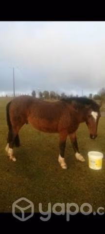 Caballo manso
