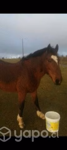 Caballo manso