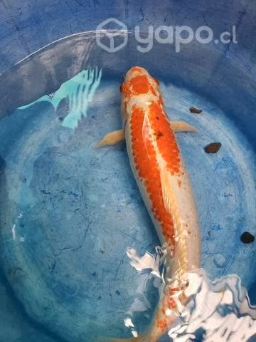 Peces Koi
