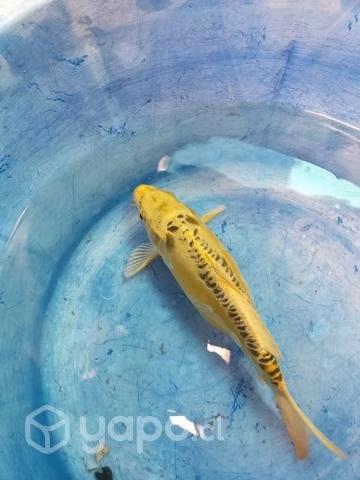 Peces Koi