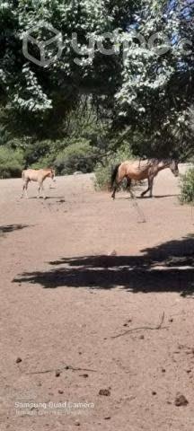 Yegua mestiza árabe y potrillo