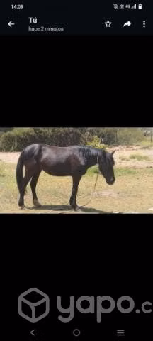 llegua - Imagen 3