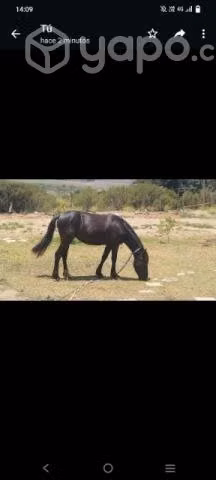 llegua - Imagen 4