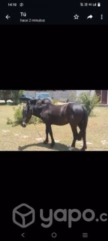 llegua