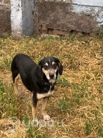 Perrito en adopción, 3 años, sensible y cariñoso - Imagen 3